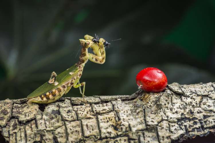 螳螂捕食的照片图片