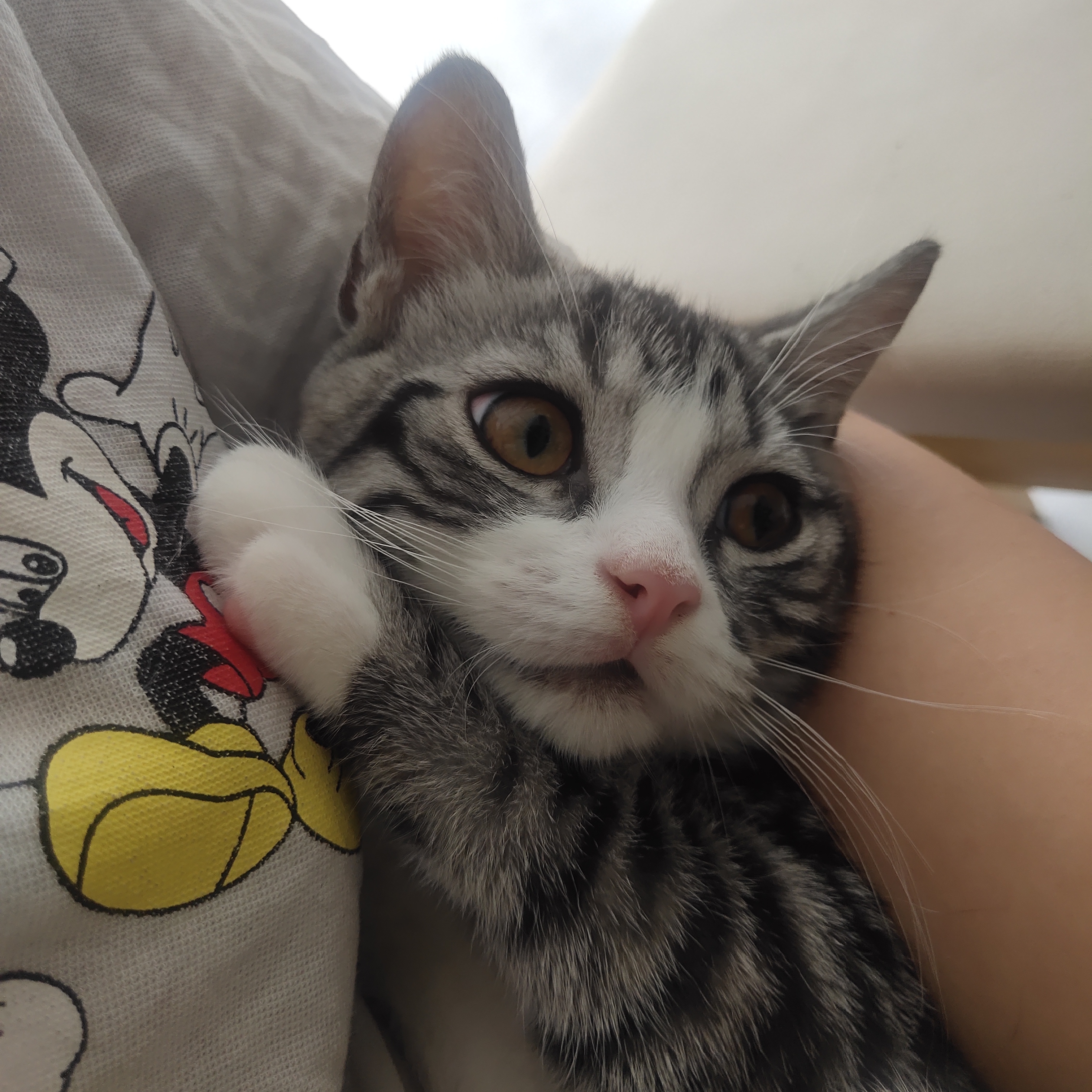 美短加白